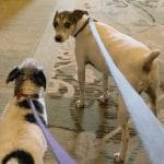 A Georgia Hotel Made a Positive Impact for Pet Owners in the Wake of Irma