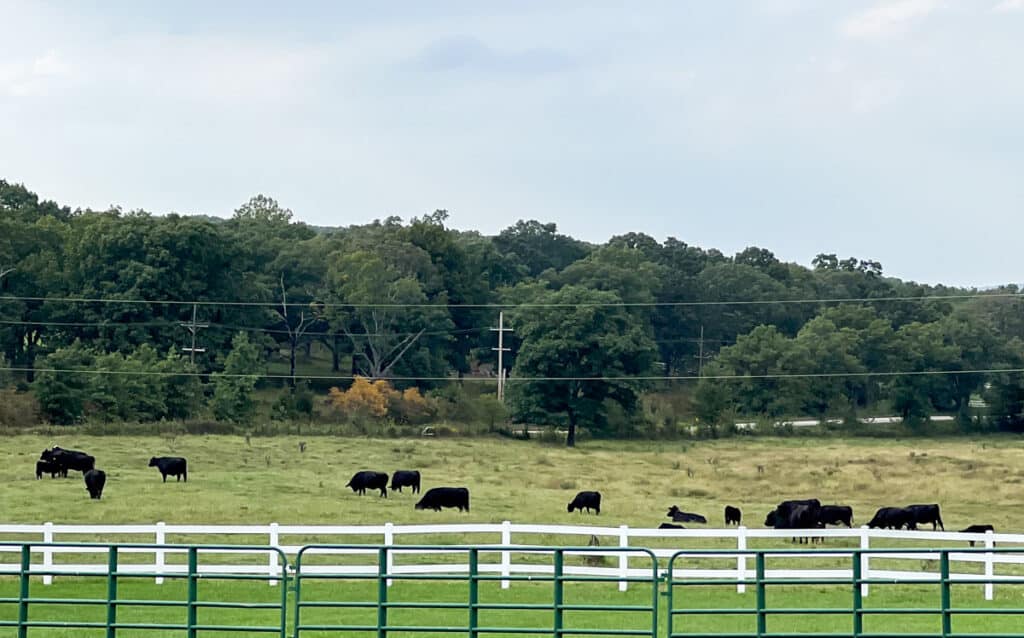 Cattle grazing in a field behind a white fence.