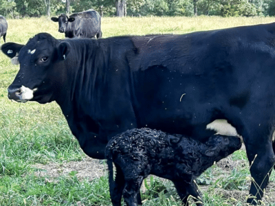 Black momma cow with black baby cow.