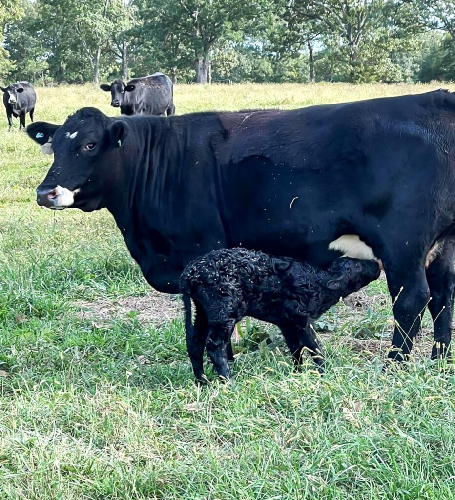 Black baby cow drinking from mom cow standing in a field with other cows.